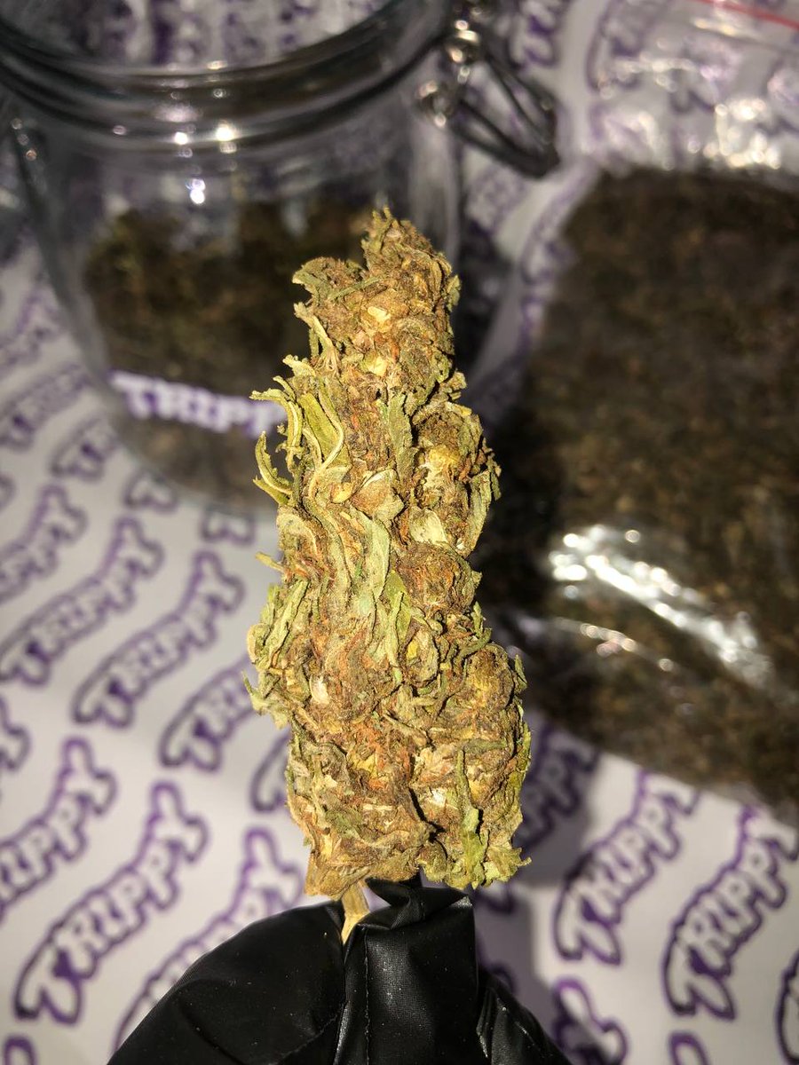 SenhorTrippy's tweet photo. VEM NA SATIVA!! ATÉ 8 REAIS O GRAMA. https://t.co/4unvHtd7LH ou 21 98132-9336 #maconha #skunk #haxixe #cannabis #matue #trapbrasil #trapbr #kunk #tricomas #sativa https://t.co/AGWqCDnh2N