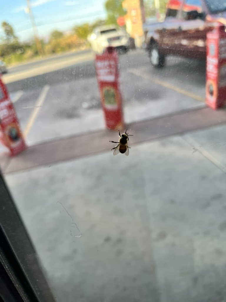 Wasp_on_pc's tweet image. Despite being invasive, you’re still alright so I’ll help you out here