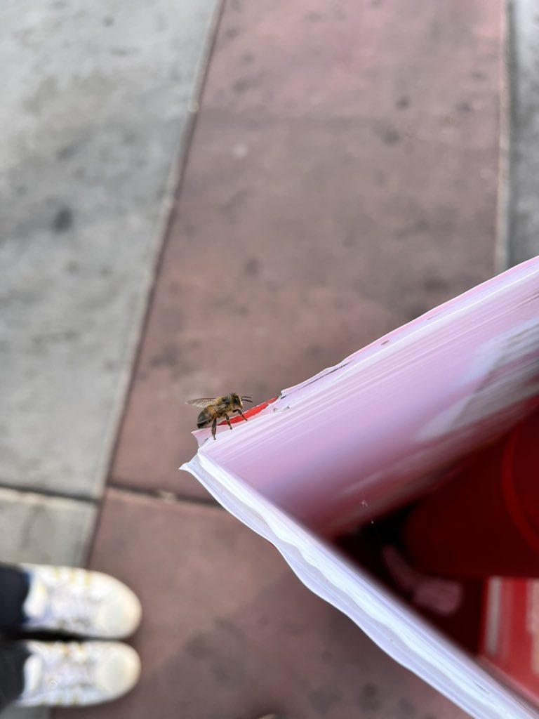 Wasp_on_pc's tweet image. Despite being invasive, you’re still alright so I’ll help you out here