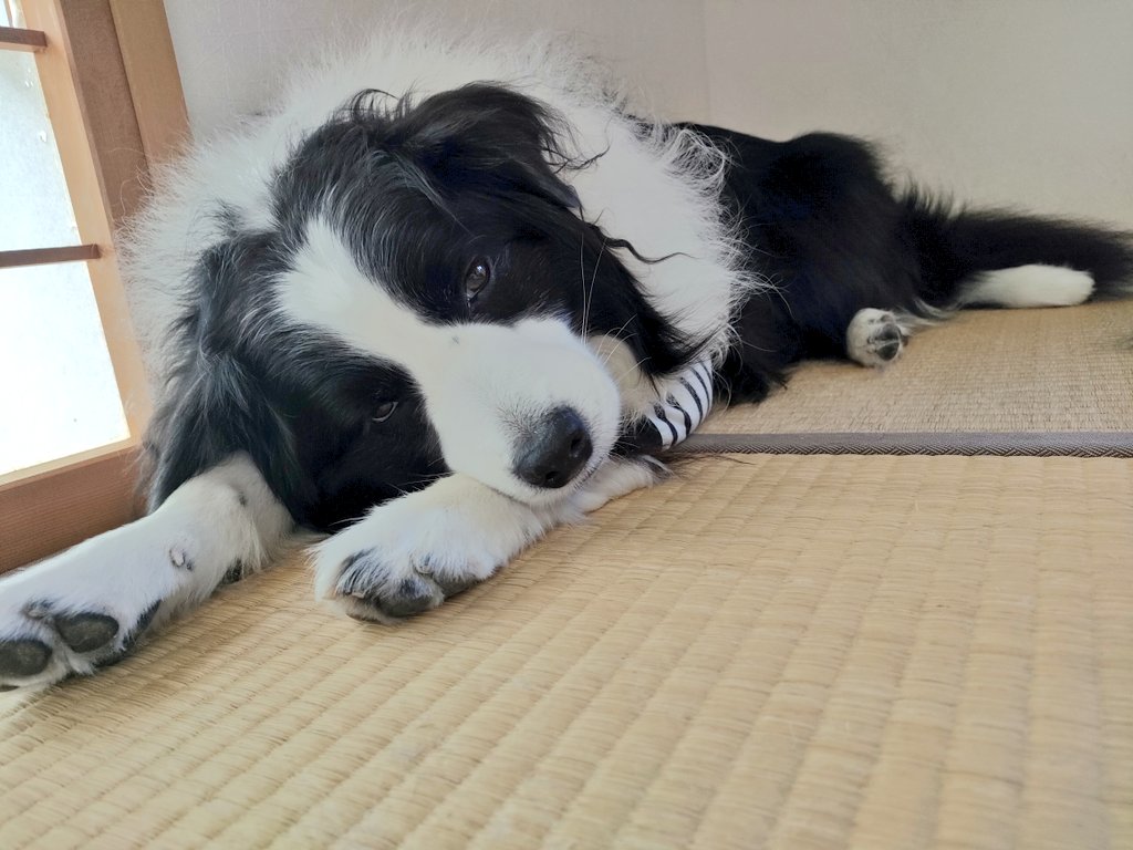ZirBai's tweet photo. 寒くなってきたね〜
#ボーダーコリー  #bordercollie  #畳犬 https://t.co/LswnqDHeeq
