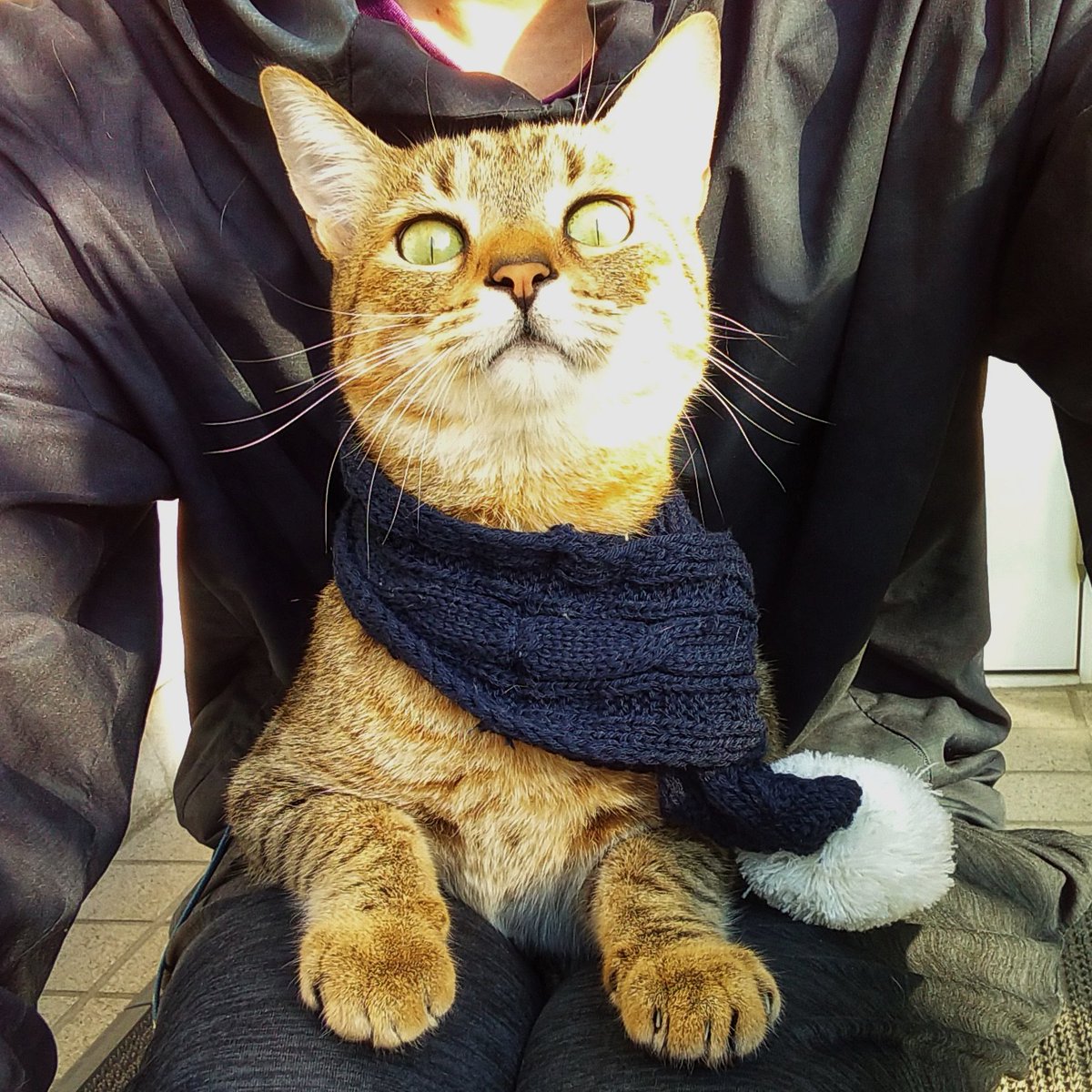寒くなってきたんでマフラーの出番ですね🧣🐱

 #猫  #ねこ  #保護猫と暮らす