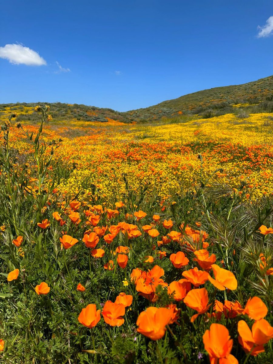 Lost in a sea of vibrant blooms 🌸🌼 #Nature'sBeauty #FloralParadise