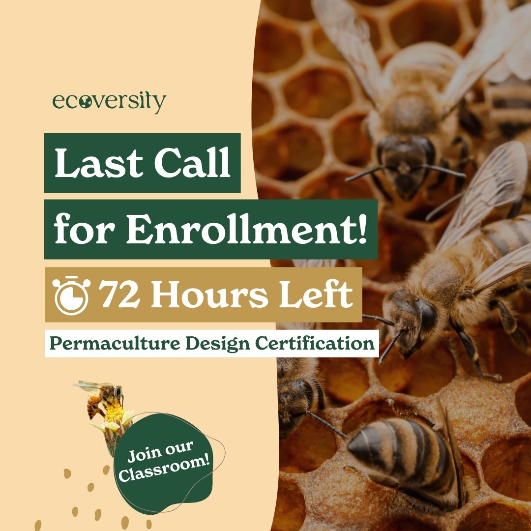 yonearthworld's tweet photo. Hurry ~ Last Chance! Get a special 5% discount on the Ecoversity Permaculture Design Course using the code: YONEARTH !!!

https://t.co/n591xiacB7 #permaculture #yonearth #ecoversity #community https://t.co/sTfXgBFnPK