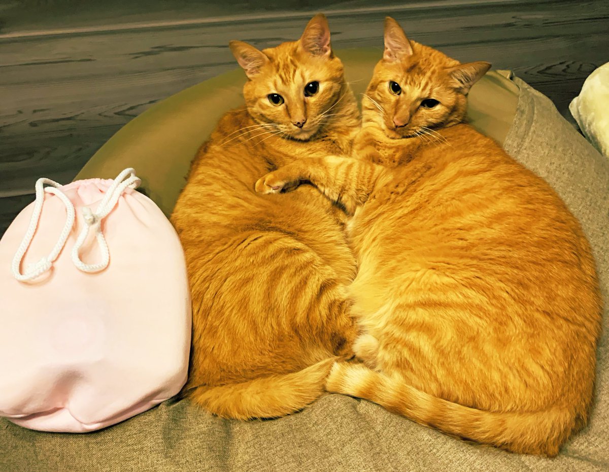 私の代わりに湯たんぽ置いてあの後😆
ゲームしてました🙃🙌
ゲーム終わって降りてきても湯たんぽと一緒に寝ていたから🥰
良かった良かった😊
#猫のいる生活
#ごましお
#秋
#湯たんぽ