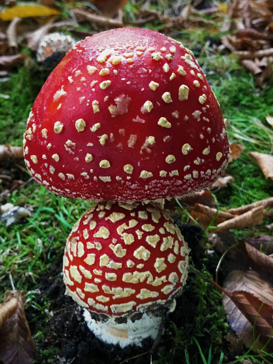 dm gillis tweet media