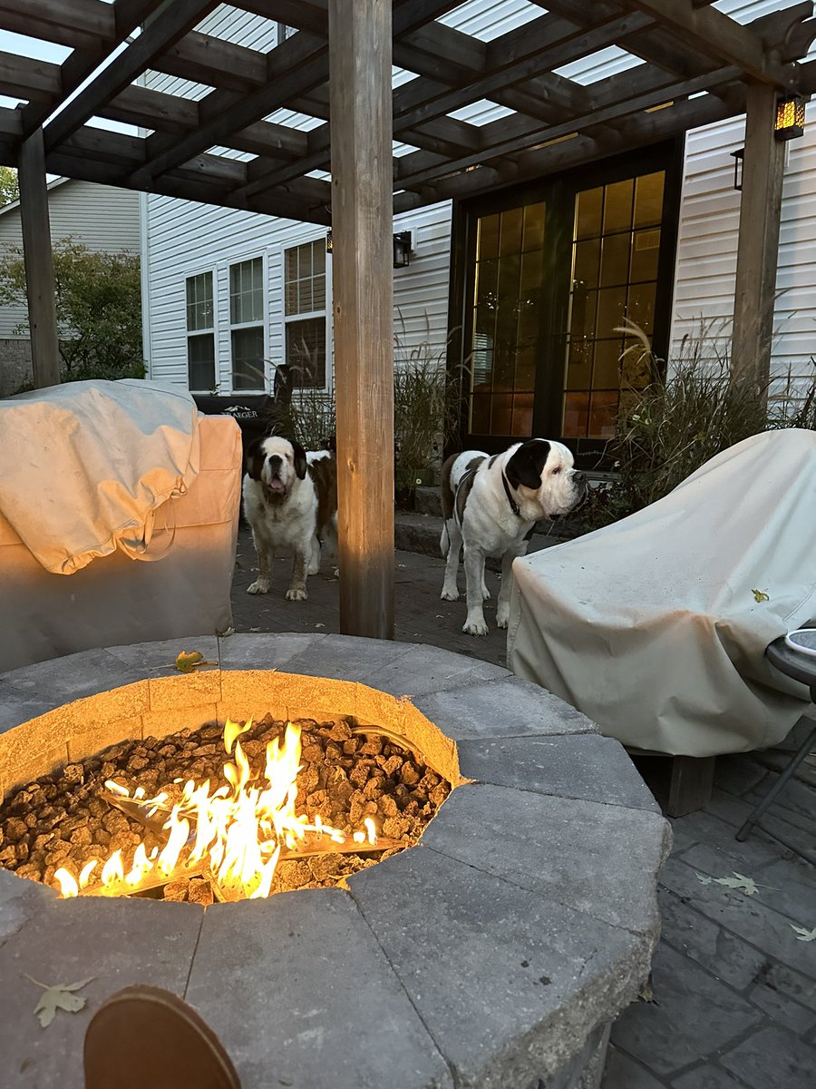 Crobb88's tweet image. A beautiful evening with the saints. #lapdogs #stbernards