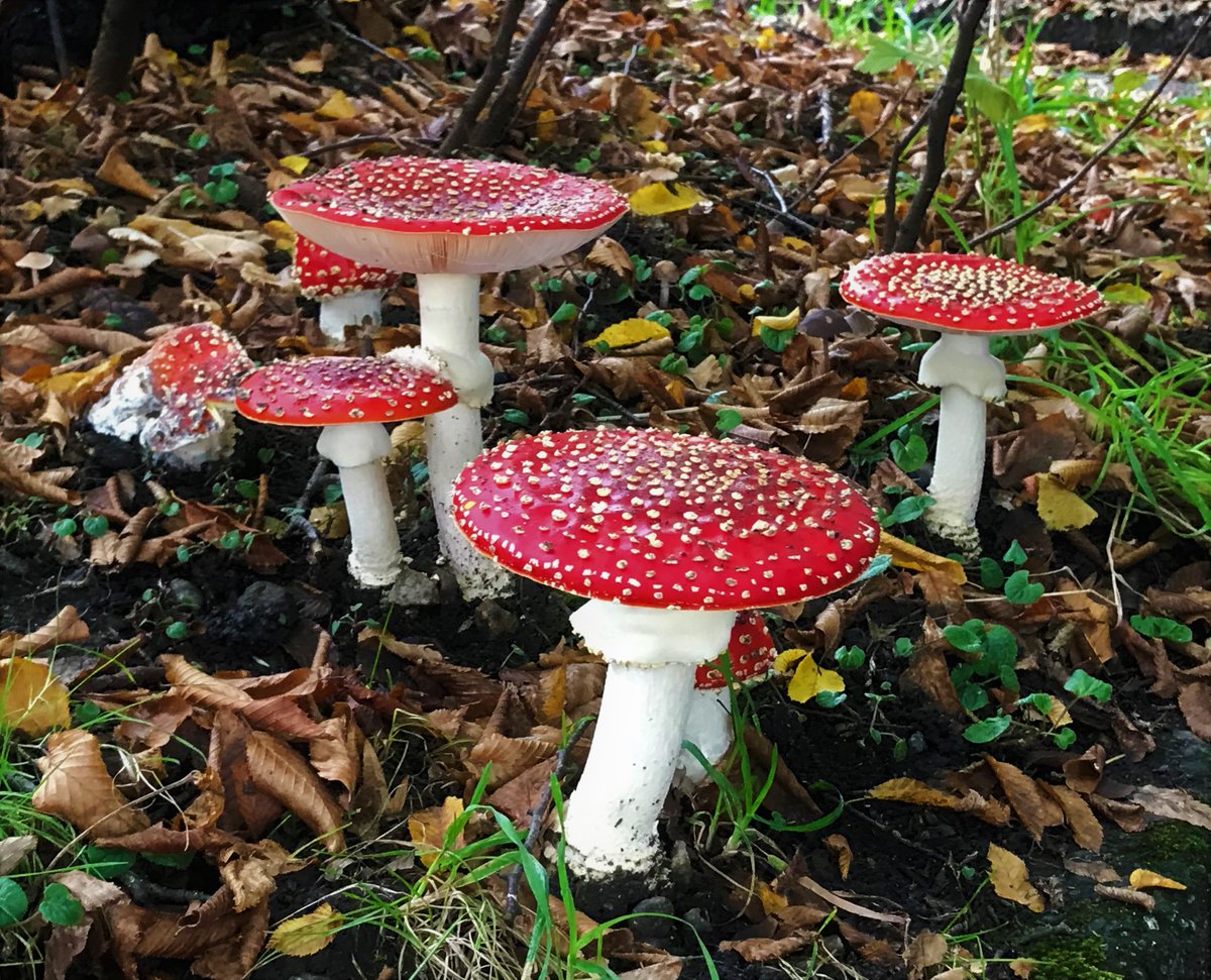 dm gillis tweet media