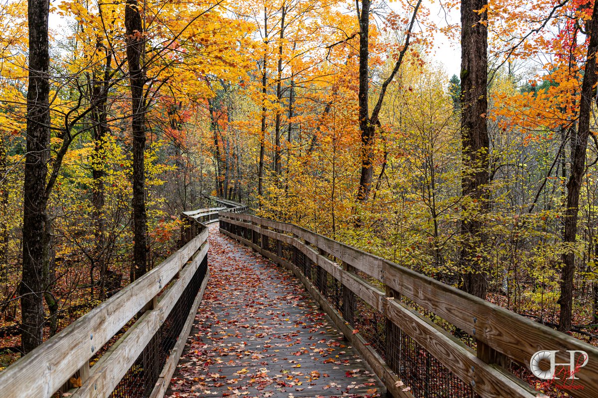 I finally was able to get out for some fall photos.  @PureMichigan
Taken at the Manistee River Roadside Park across the river from Chippewa Landing camp ground near Walton, Michigan

#photography #fallcolor #fallphoto #Michigan #fall #boardwalk #canonphotography #sigmalens