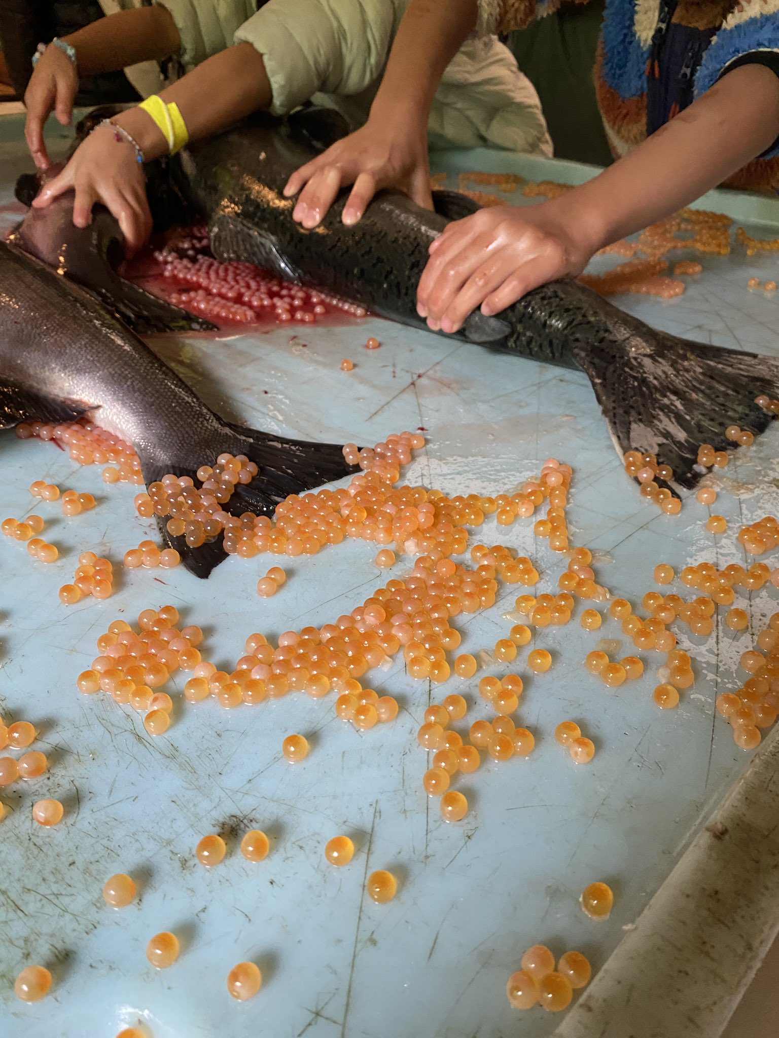 Amanda Wong on X: Went to the Cleveland Dam and Fish Hatchery. They had  little kids press down on dead salmon to push out the eggs.   / X