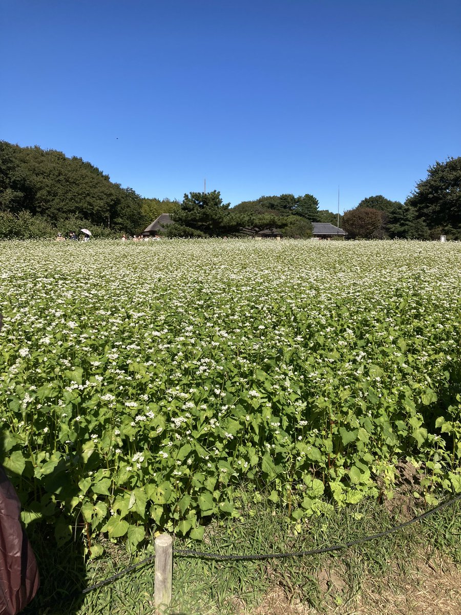 JackJackcoc2's tweet photo. ひたち海浜公園のモンブラン https://t.co/27Dspev92a