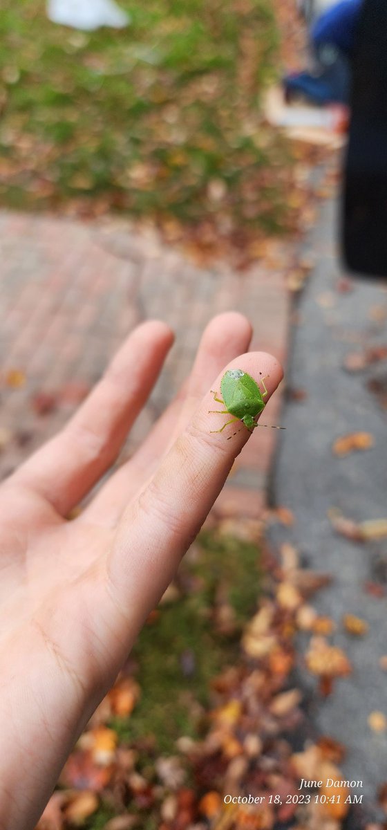 BugzRCool's tweet image. Lil guy