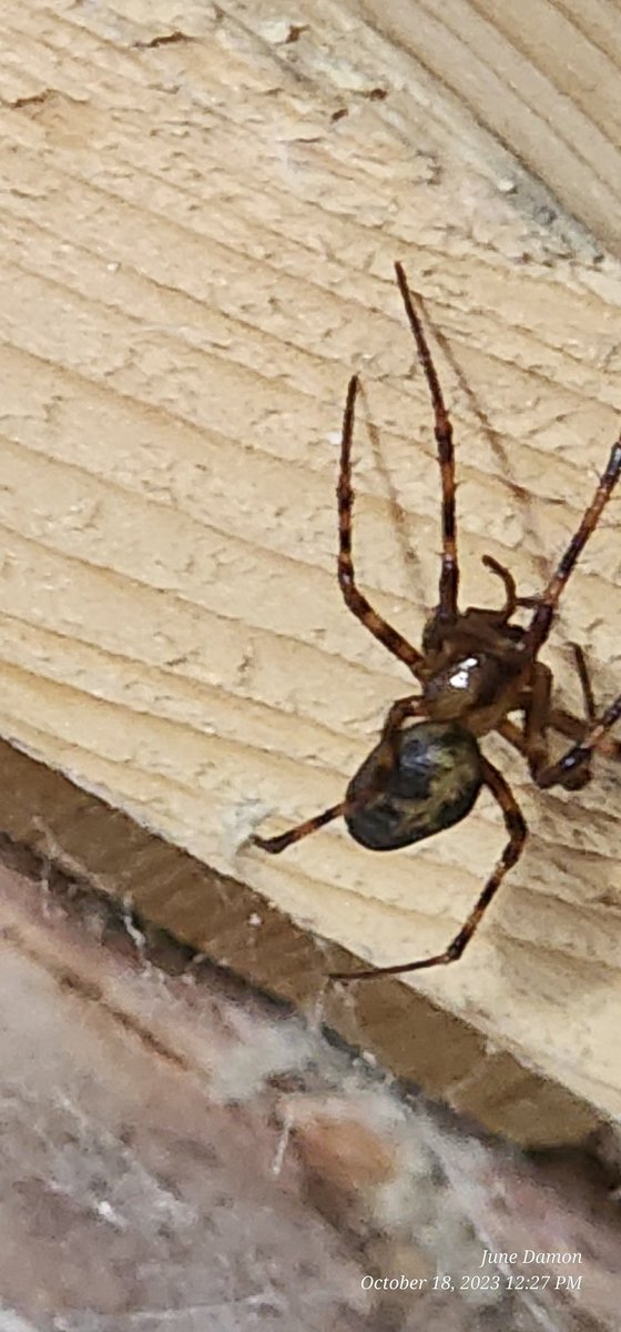 BugzRCool's tweet image. Spider I found while crawling under someone's house.