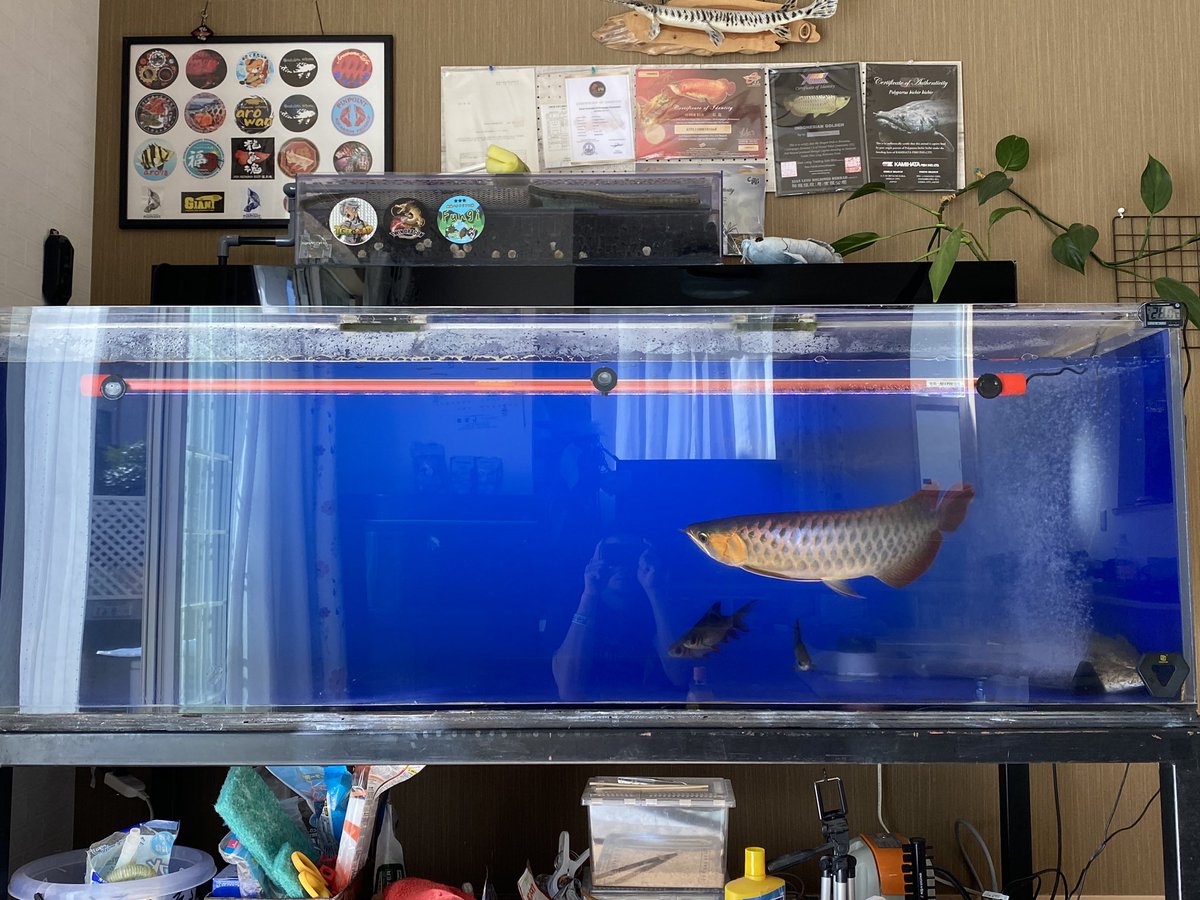 koba_arowana's tweet photo. 水換えと苔掃除完了☑️
野池の素投☑️
水中ライトMAYINに戻した☑️
今日の予定完了☑️
奥行き900は掃除が大変😅💦
下手したら水槽内に落ちる🤔✨
#JAYARED
#F4
#カミーユ
#野池の素
#紅龍
#アジアアロワナ
#大型水槽 https://t.co/TQ2eI78ZeR