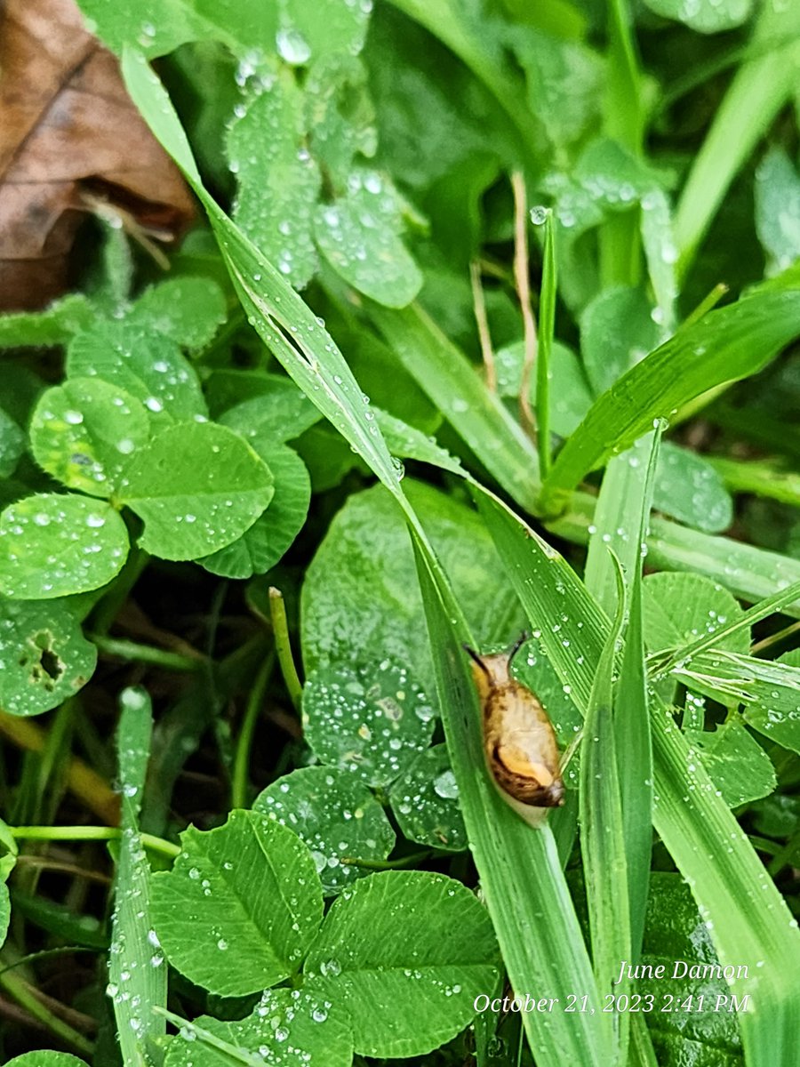 BugzRCool's tweet image. Schnail