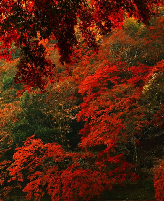 Doreenyy88's tweet photo. "The red phase"   🍁📷 🍁 https://t.co/ap8GNs7wKC