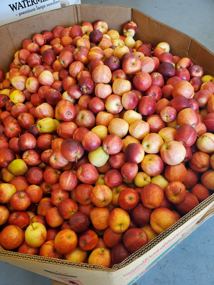 Jesse096230's tweet photo. Making apple cider in Agriculture classes was a success!๐
#teachag #applepressing #cider #cidermaking #highschoolag #apples #njffa #agriculture https://t.co/UWx28tCm4I