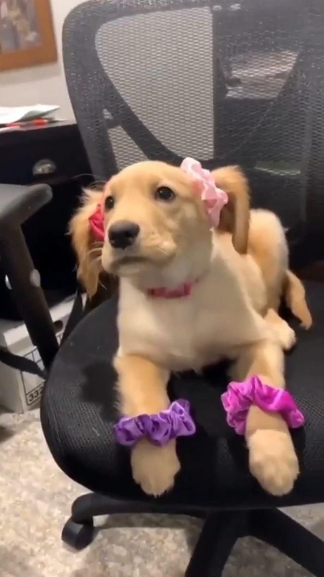 twaniimals's tweet photo. Presuman a sus mascotas 👇 ❤️ https://t.co/u6TGS2UEPQ