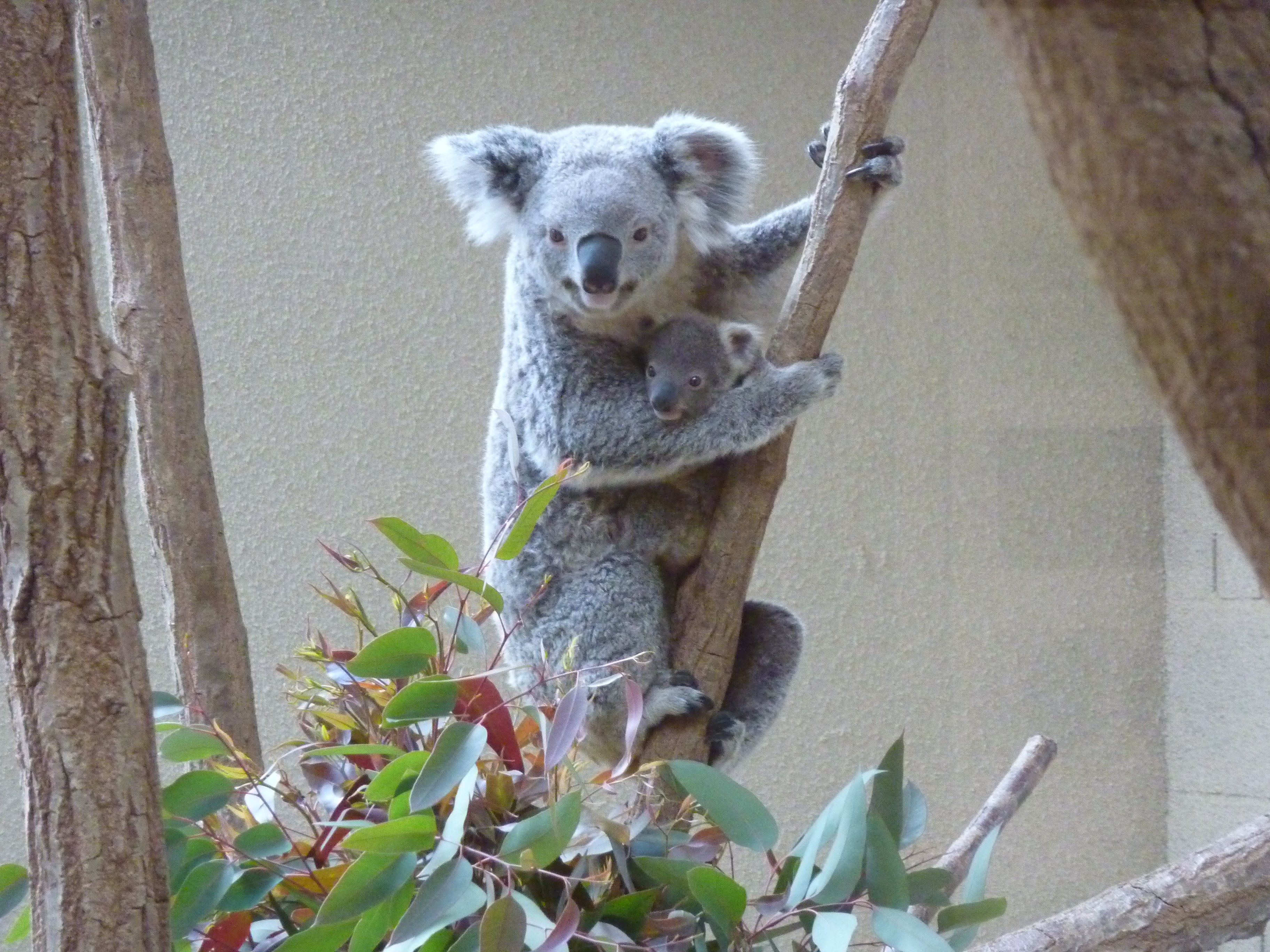 神戸市立王子動物園(公式) على X: 神戸市立王子動物園(公式) على X: