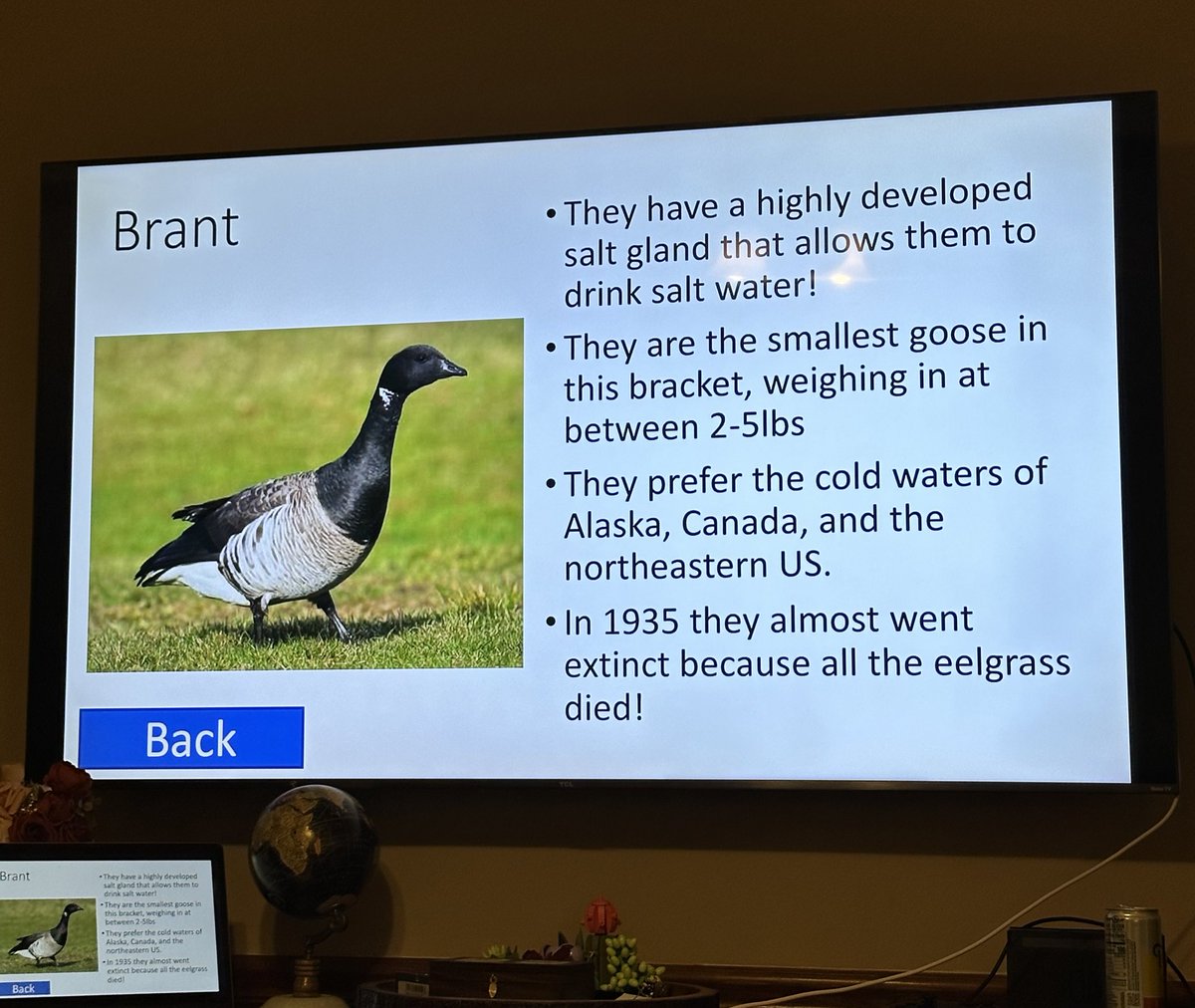the best goose of 2023…✨Brant✨