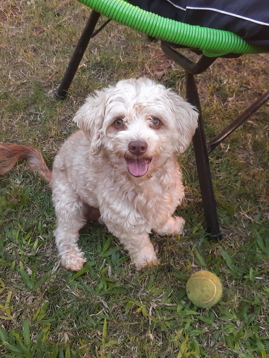 ADRIIORTIZ17's tweet photo. ! Ayúdanos a encontrar a CUKI ! 🙏
Cuki se perdió ayer en la zona de Mariano Roque Alonso alguien que tenga alguna información si puede comunicarse al 0961915392 https://t.co/Gx5Enc9pXE