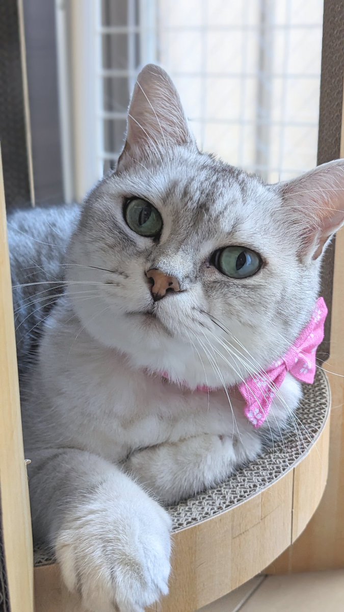 - ̗̀ ☀️  ̖́-𝓖𝓸𝓸𝓭  𝓶𝓸𝓻𝓷𝓲𝓷𝓰.𖠚ᐝ♡  ̖́-🐔🥚☀️.°

今朝は寒かったにゃん🐷🩷

朝ごはん🍚🍴⑅*॰ॱ食べて
リラックスモードらんちゃん🩷･:*:･(*˘︶˘*).｡*💜･:*:･

#猫好きさんと繫がりたい 
#猫のいる幸せ 
#猫のいる暮らし