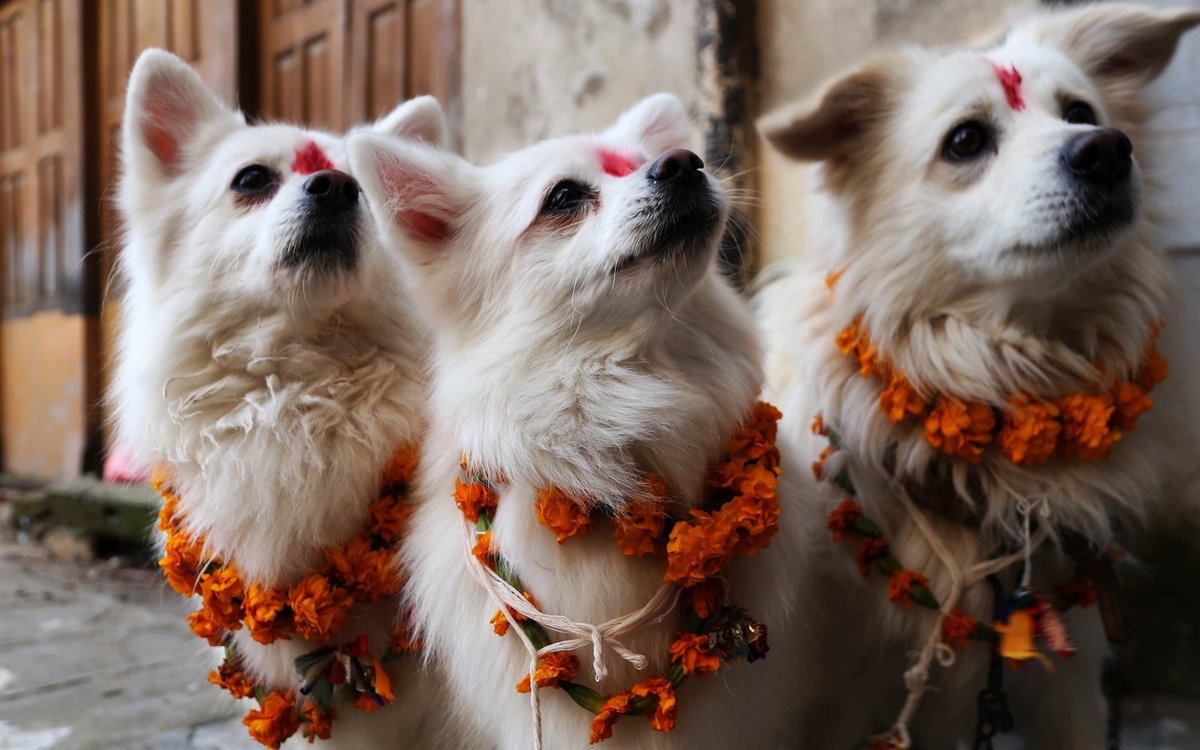 epinesis's tweet photo. ネパールではもうじき、犬を祝うためだけのお祭り｢ククル･ティハール｣が開かれます。
犬は死の神であるヤマ(閻魔)の使いとされており、当日はネパールにいるすべての犬の額にティカと呼ばれる赤い印と、きれいな花飾りがつけられ、多くの人に撫でられながらたくさんのご馳走が与えられます。 https://t.co/QpPgPoOS2S