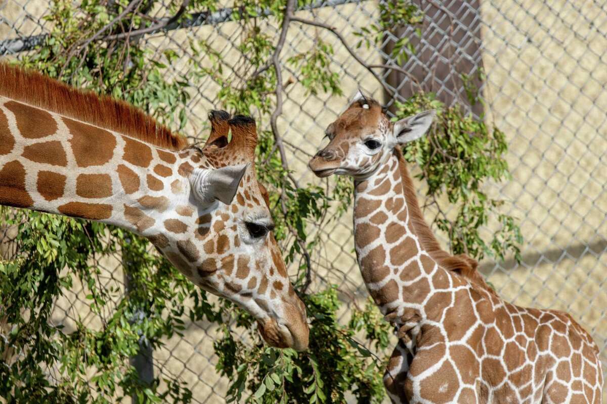 sfchronicle's tweet photo. Photos: Oakland Zoo welcomes its first baby giraffe in more than a decade 🦒

Read more about Kendi here: https://t.co/qRN9OJRro3 https://t.co/HCbICiXkC9