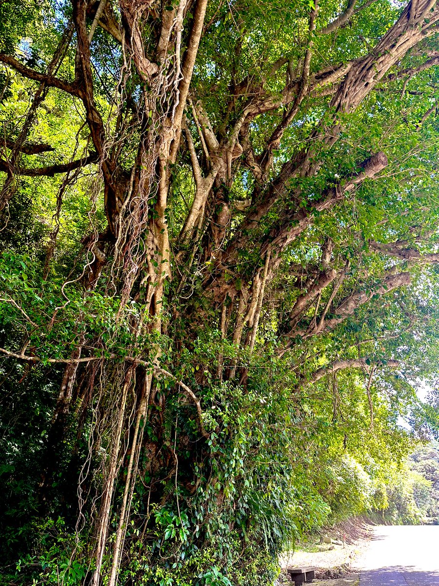 野生のficus microcarpa(ガジュマル)は、樹上で発芽した後、地面に