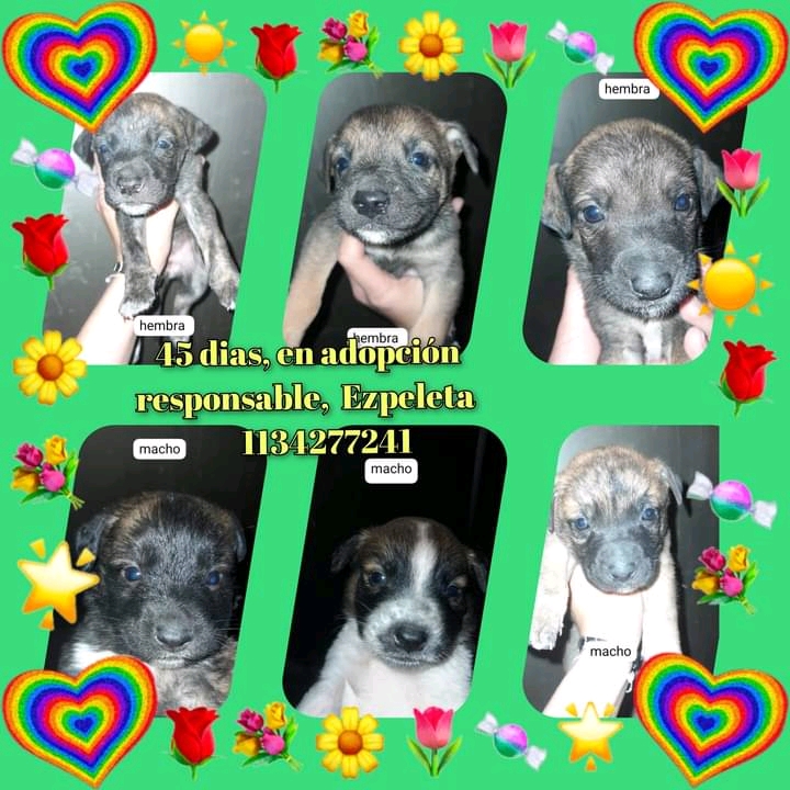 jimenadequilmes's tweet photo. A AYUDAR A ESTOS PEQUEÑOS ÁNGELES, para que PRONTO ENCUENTREN UNA CASITA, Y EL AMOR DE UNA FAMILIA!!!💞🏡💓💖 Desde ya, muchas gracias!!!🐶🤗❤️ #Quilmes #Ezpeleta #Adopción #AdoptaNoCompres #AdoptarSalvaVidas https://t.co/kdLXlyHsh7
