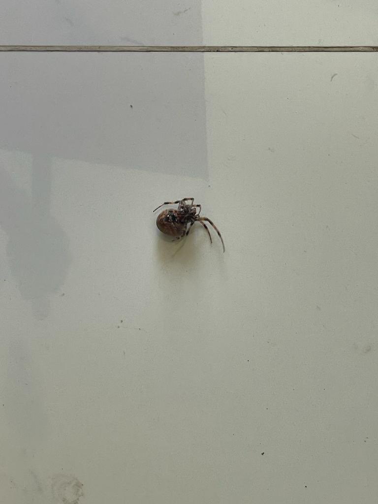 Pablo Gutierrez tweet media