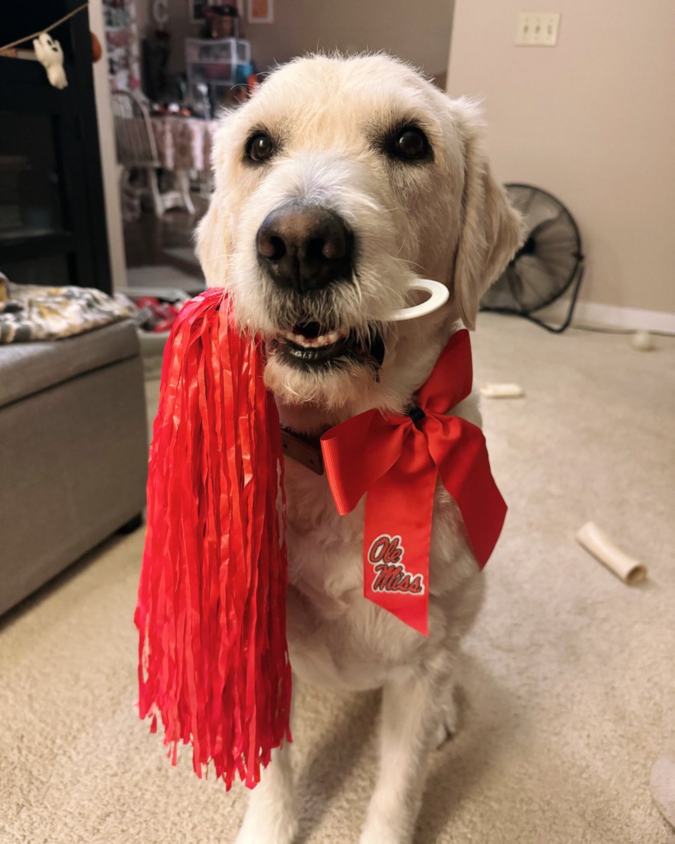 foxipedia's tweet photo. Cheering on my @OleMissFB  Rebels!  and 😉😉 @JuiceKiffin  
#riservicedogcasey
#hottytoddy 
#dogsofolemiss 
#OleMiss 
#ilikebigbowsandicannotlie 
#servicedogsofthesip https://t.co/2gEmNADZrX