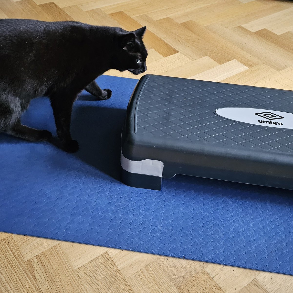 GrootRocket2's tweet image. What on earth is going on here?!?! #stepwatch in stead of #hedgewatch ? #CatsOfTwitter