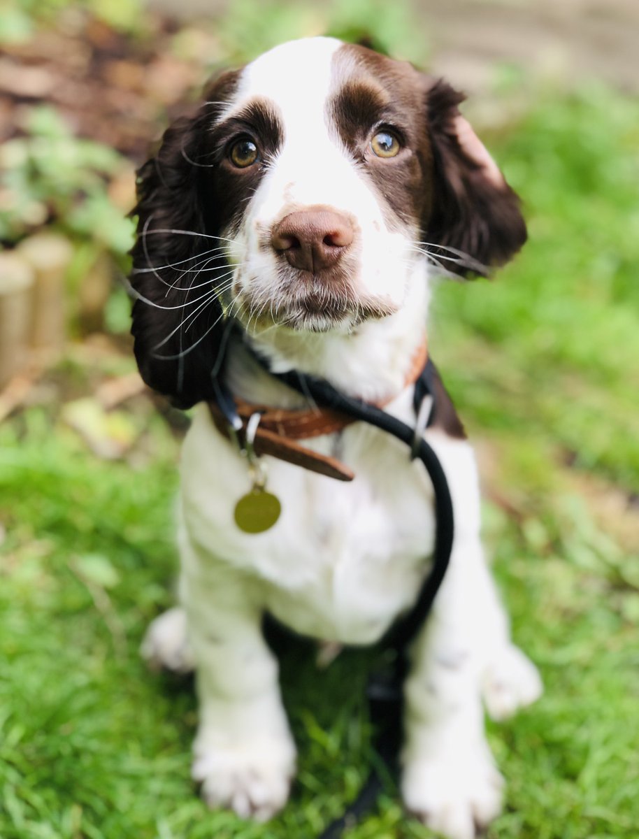 #PuppyLove 🐶 #PuppyCare #DogCare 🦮#DogsAreFamily❣️#FluffyDog 🐾 #PlayTime 😍#LearningTime #Gateshead #Newcastle