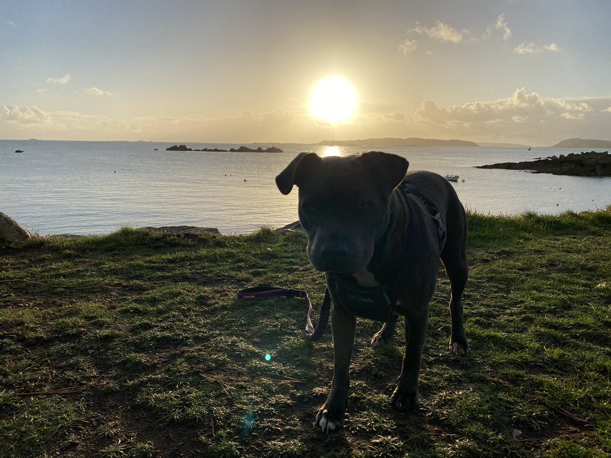 The obligatory beautiful morning walk, and the ‘I’m only staying here for the photo because you have treats’ look.
