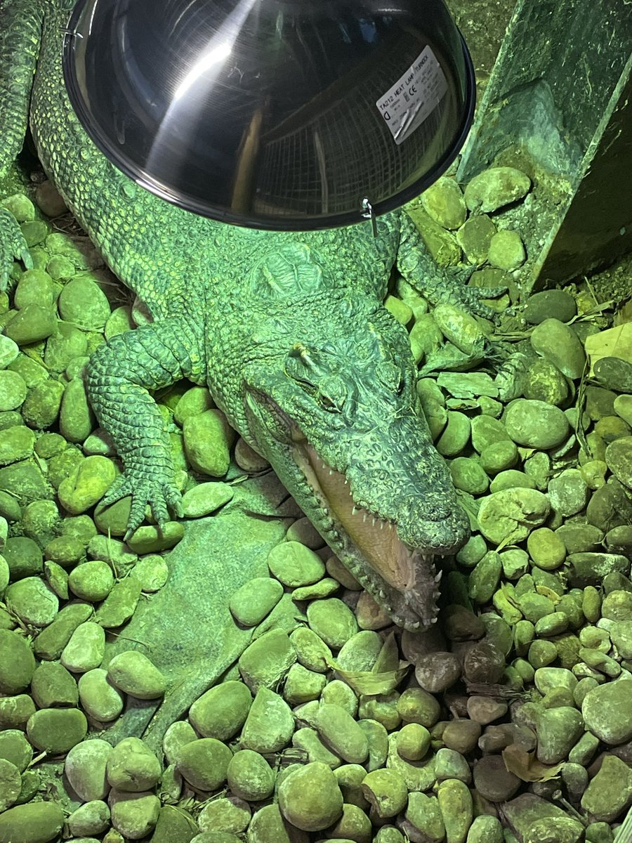 AliceLArmstrong's tweet photo. I enjoyed presenting my project on the understudied and soon to be endangered false gharial at the European Croc Network Meeting,  I also met some reptiles 🐊 🐍 #ECNM #crocodiles #research #herpetology https://t.co/fqGHNXgtvq