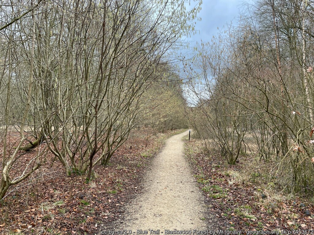 geograph_bi's tweet photo. Picture of the Day from #Hampshire, February 
#Blackwood #catkins #hazel #trail #Micheldever #Popham #potd  https://t.co/ACGA1ewCY0 by 'Mr Ignavy'. https://t.co/zWj1uSOtf7