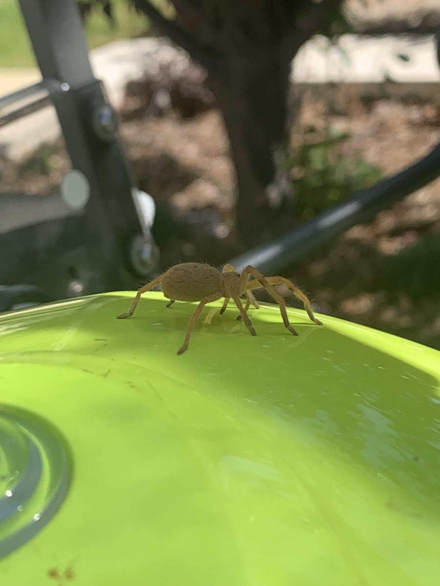 Colklinker1's tweet photo. @bajo This one crawled down my visor while I was riding. https://t.co/4YlyY2cOnF