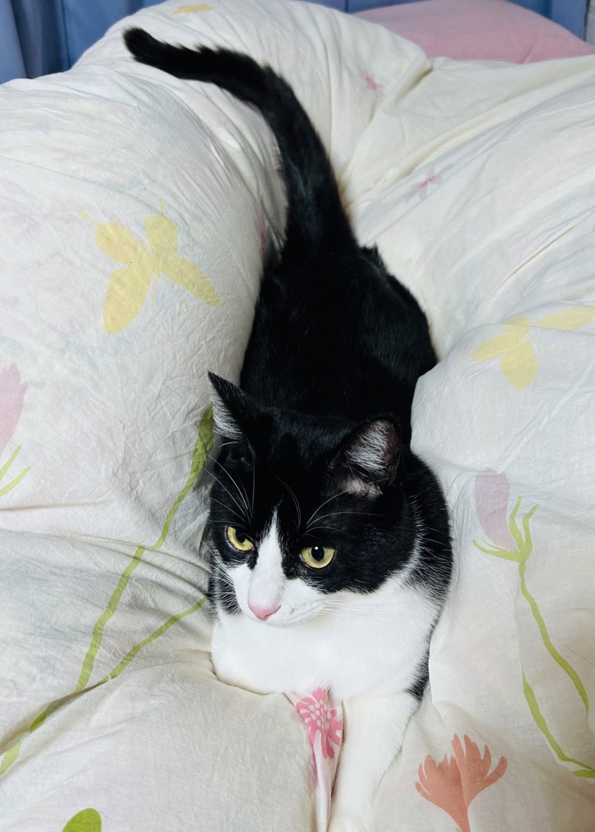 meruetty's tweet photo. 掛け布団のカバー付けを邪魔する🐈‍⬛ https://t.co/aCWP5EkzGD