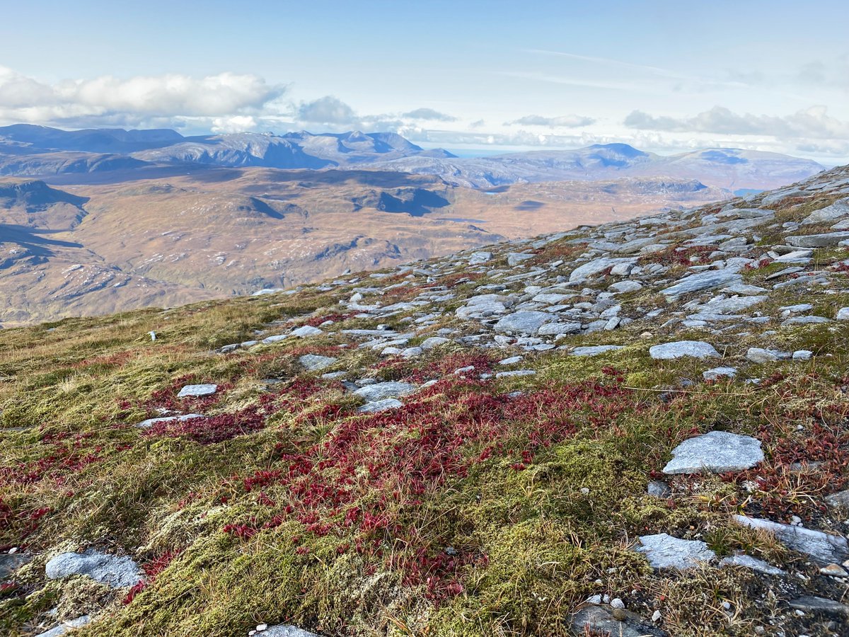 Lovely carpets of deep red #Alpine #Bearberry (Arctostaphylos alpinus) on Ben Hope this week. A classic #montane plant of exposed upland heaths that I never tire of seeing! 🤗 #WildflowerHour #botany #BusmansHoliday