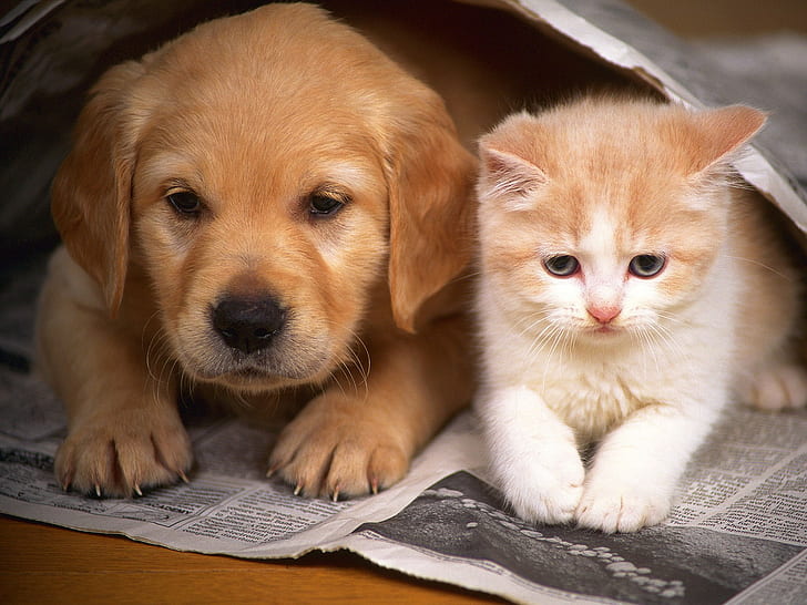 ibrahim045686's tweet photo. o you have dogs or cats? Then you know these things today
details : https://t.co/a1zNCRvxu7

#Norway #Norwich  #cat #dog #everyone #Canada #IsraelAttack #TOMORROW_X_TOGETHER 
#israel #rock #nordeste #norcal #nofilter #handmade #homedecor #happy #happybirthday #italy #Everyone https://t.co/CZr7GbiwMP