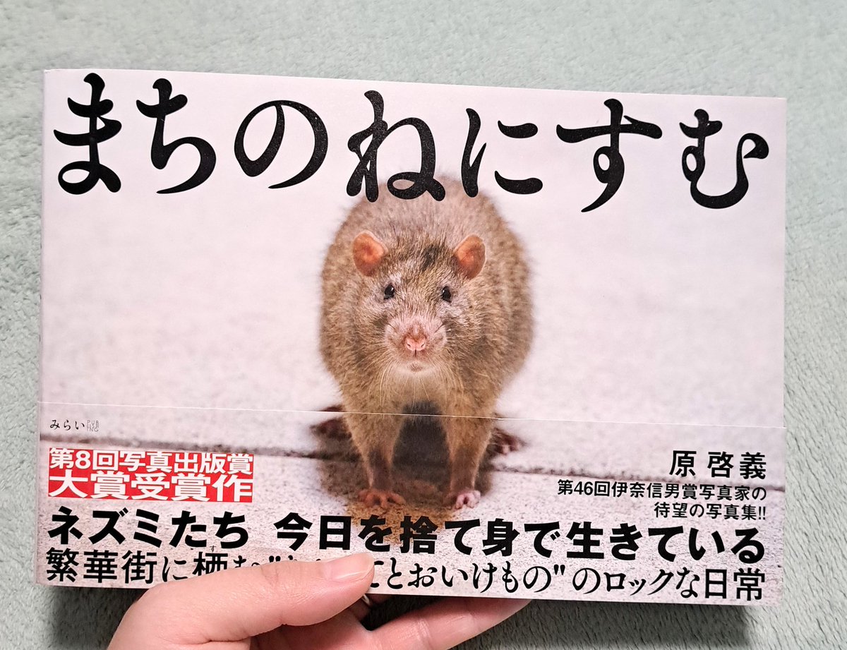 mocomoco896's tweet photo. 本が届きましたので皆で読みました！

街に住むネズミは毎日必死で生きてるんだな···と😭色々考えさせられる一冊でした！

片方ビョインと飛び跳ねている子はなんでああなったのだろう？？と家族皆で首を傾げました😂笑

かわいらしいドブネズミが沢山見られて私は好きです！

#まちのねにすむ https://t.co/dfKimxHiEY