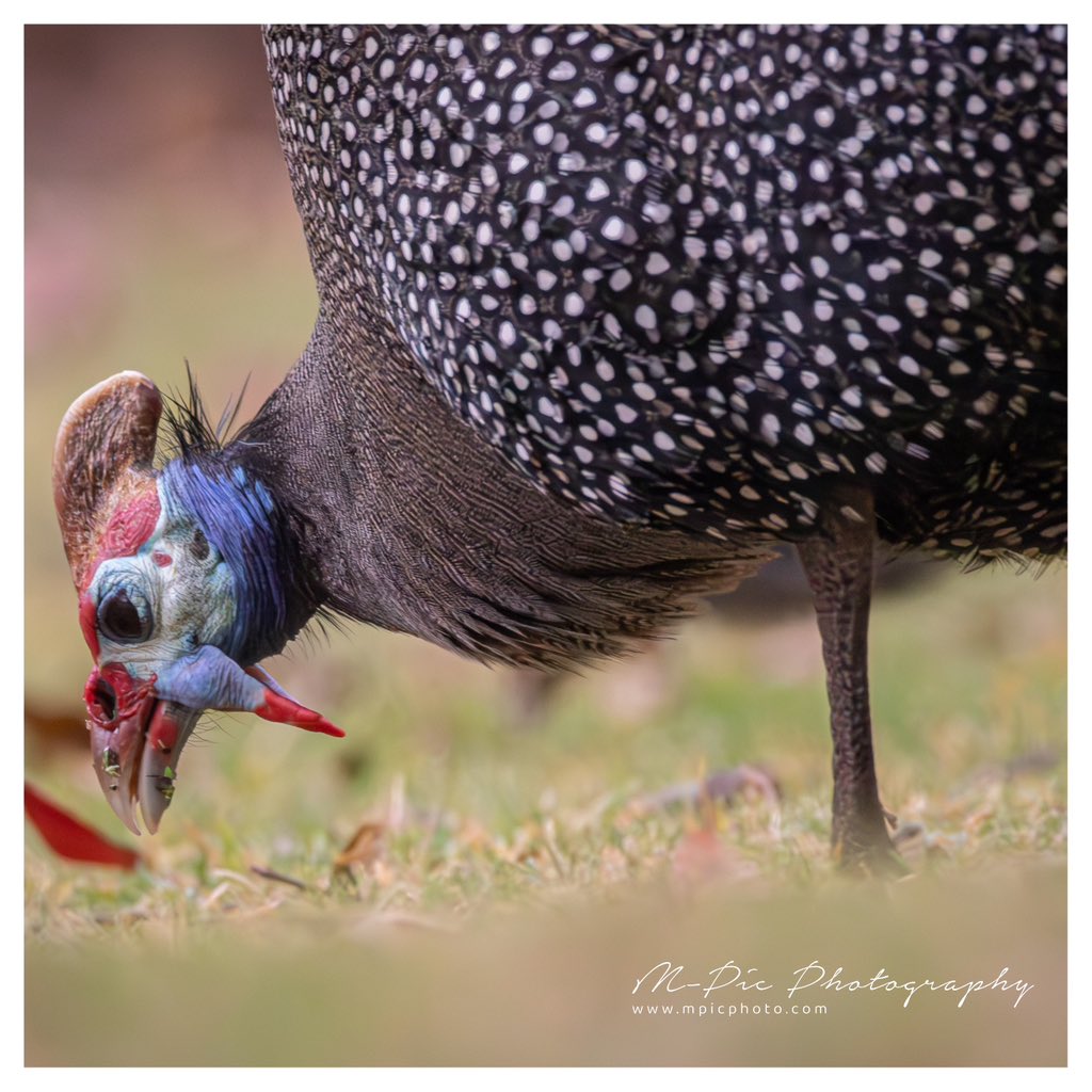 mpicphoto's tweet photo. Up close and personal with some #Birds …. Taken with the #Sigma150600

Photos taken at @SisuluGarden https://t.co/iM8vGF3dLS