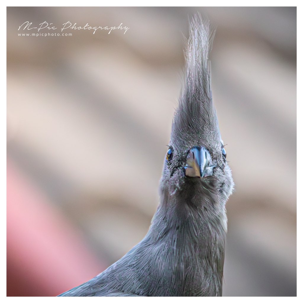 mpicphoto's tweet photo. Up close and personal with some #Birds …. Taken with the #Sigma150600

Photos taken at @SisuluGarden https://t.co/iM8vGF3dLS