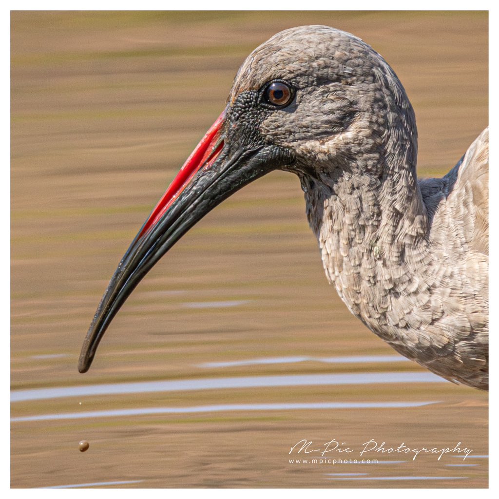 mpicphoto's tweet photo. Up close and personal with some #Birds …. Taken with the #Sigma150600

Photos taken at @SisuluGarden https://t.co/iM8vGF3dLS