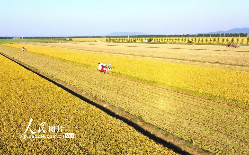 PDChinese's tweet photo. 【中國全國秋糧已收穫77%】農業農村部最新農情調度顯示，全國秋糧已收穫77%，其中，大豆收穫接近尾聲，玉米收穫近八成，中稻過八成。目前，全國冬小麥、冬油菜播種正有序推進。 https://t.co/5HjxHqZOPL