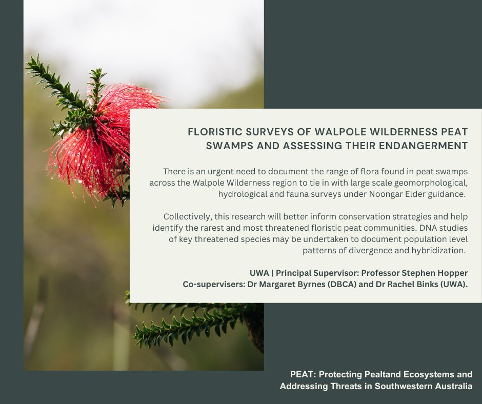 5/11 'Floristic surveys of Walpole Wilderness peat swamps and assessing their endangerment' is another project based at @BiolSci_UWA in collaboration with DBCA WA. You can find more information here: researchdegrees.uwa.edu.au/projects/94135…