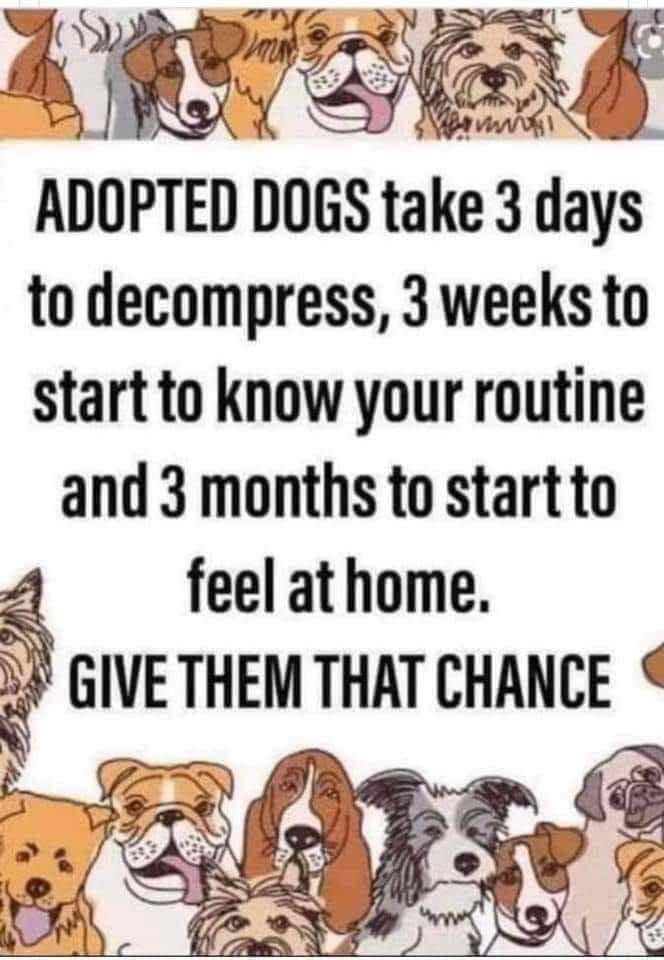 #rescuedogs #RESCUEISMYFAVORITEBREED #AdoptDontShop 

amazon.co.uk/dp/1916260101

amzn.eu/d/iD8ownh