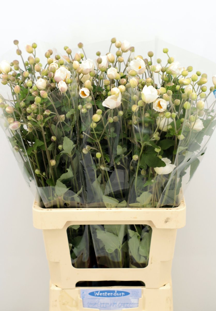 awestendorp's tweet photo. Morgen aan de klok weer een mooi sortiment Anemonen voor de klok in Aalsmeer. Vandaag al deels via klokvoorverkoop https://t.co/4j97MzeTlx