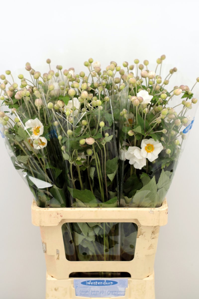 awestendorp's tweet photo. Morgen aan de klok weer een mooi sortiment Anemonen voor de klok in Aalsmeer. Vandaag al deels via klokvoorverkoop https://t.co/4j97MzeTlx