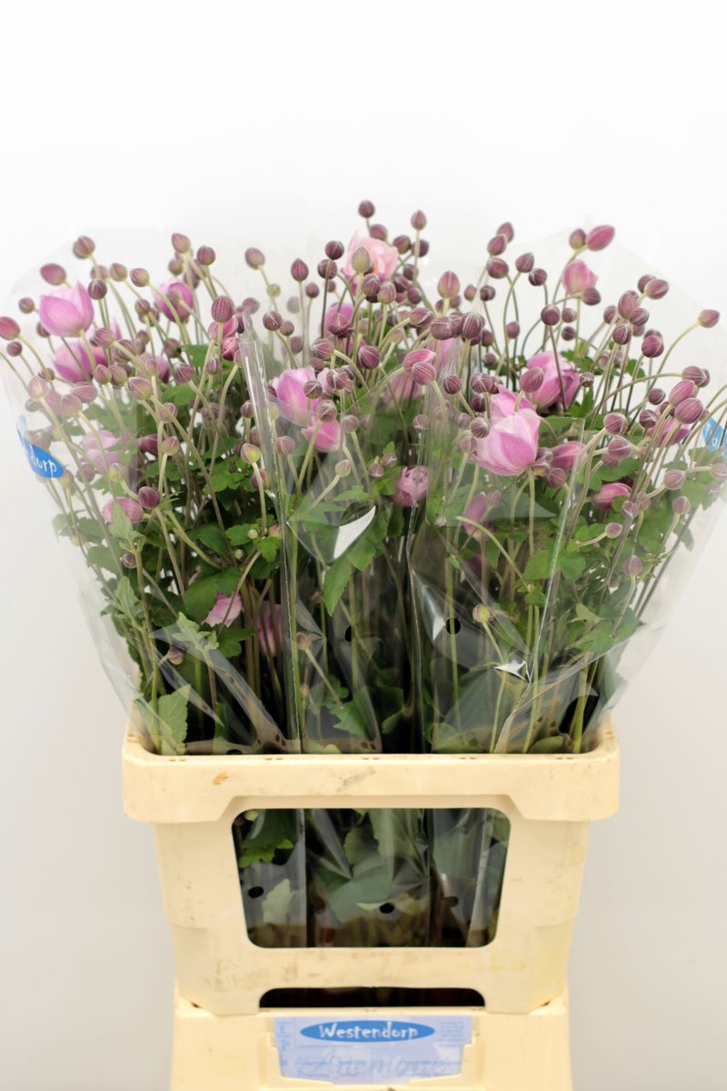 awestendorp's tweet photo. Morgen aan de klok weer een mooi sortiment Anemonen voor de klok in Aalsmeer. Vandaag al deels via klokvoorverkoop https://t.co/4j97MzeTlx